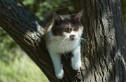 BRITISH-SHORTHAIR